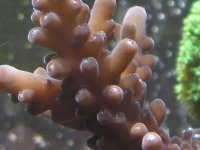 gold granulosa.jpg