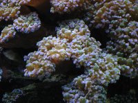frogspawn.jpg