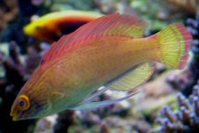 pylie wrasse.jpg