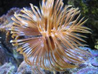 Hawaiian orange, rust & white II.jpg