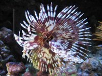 Hawaiian feather duster burgundy & white.jpg