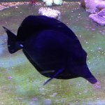 black tang.jpg