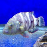 broomtail wrasse.jpg