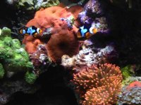 ImageUploadedByReefs1383048972.355801.jpg