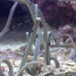 garden eels.jpg