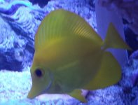 Tang 1.jpg