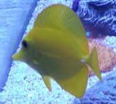 Tang2.jpg