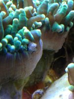 ImageUploadedByReefs1367877422.965638.jpg