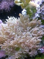 green Nepthia1028131555b.jpg