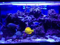 fish 2.jpeg