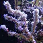 spider sponge.jpg