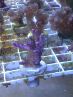 Garf bonsai frag1028131559c.jpg