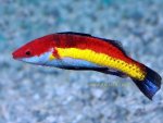 Naoko'sFairyWrasse.jpg