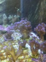 frags 2 1028131556c.jpg