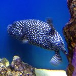 new guinea puffer.jpg