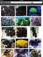 ImageUploadedByReefs1371616748.013387.jpg