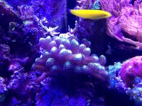 ImageUploadedByReefs1375889172.535833.jpg