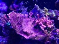 ImageUploadedByReefs1375889193.935001.jpg