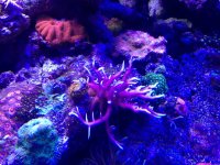 ImageUploadedByReefs1375889345.734885.jpg