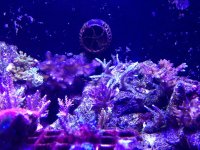 ImageUploadedByReefs1375889423.618278.jpg
