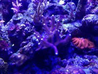 ImageUploadedByReefs1375889687.968213.jpg