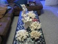 corals1.jpg