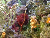 ImageUploadedByReefs1367889707.083766.jpg