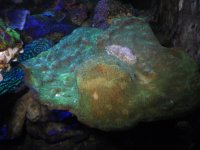 Neon Green chalice.JPG