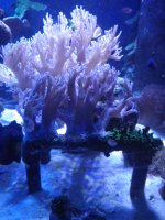 Purple Efflotournia colony.JPG