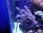 ImageUploadedByReefs1374565152.015648.jpg