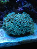 ImageUploadedByReefs1371697979.468707.jpg