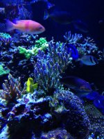 ImageUploadedByTapatalk1393211999.080070.jpg ImageUploadedByTapatalk1393211999.080070.jpg