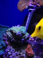ImageUploadedByReefs1375979166.059099.jpg