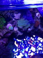 ImageUploadedByReefs1375979174.747745.jpg