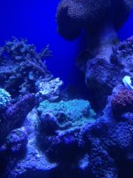 ImageUploadedByReefs1375979181.962316.jpg