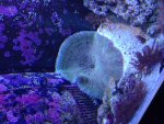 ImageUploadedByReefs1374565152.015648.jpg