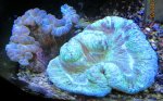 IMG_1817.jpg