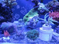 ImageUploadedByReefs1371778964.046511.jpg