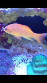 ImageUploadedByReefs1379773941.914719.jpg ImageUploadedByReefs1379773941.914719.jpg
