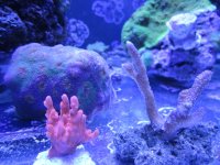 ImageUploadedByReefs1371778980.007286.jpg