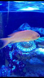 ImageUploadedByReefs1379773957.348494.jpg ImageUploadedByReefs1379773957.348494.jpg