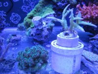 ImageUploadedByReefs1371778994.703727.jpg