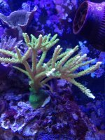 ImageUploadedByReefs1376002047.908915.jpg