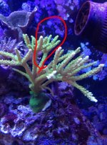 ImageUploadedByReefs1376002066.250626.jpg