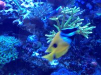 ImageUploadedByReefs1367939208.913213.jpg