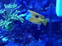 ImageUploadedByReefs1367939216.944513.jpg