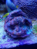 ImageUploadedByReefs1376052334.001394.jpg