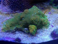 ImageUploadedByReefs1376052370.267756.jpg