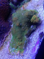 ImageUploadedByReefs1376052378.734741.jpg