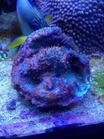 ImageUploadedByReefs1376052416.367142.jpg